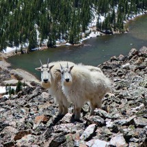 Mountain Goats with Blue Lake